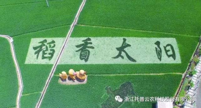 浙江臨安：竹林變稻田，農(nóng)戶(hù)喜開(kāi)顏